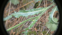 Biscutella valentina