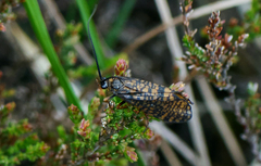 Hagenella clathrata