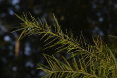 Acacia fimbriata