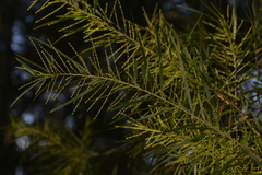 Acacia fimbriata