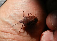 Apodiphus integriceps