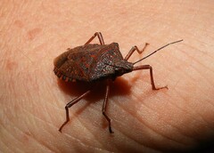 Apodiphus integriceps