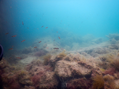 Trachinops caudimaculatus