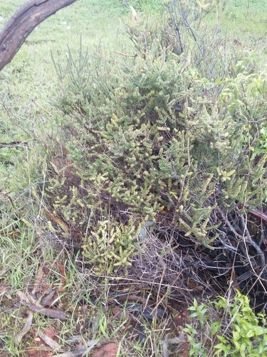 Image of Acrotriche depressa by no rights reserved