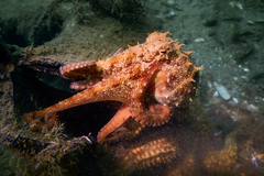 Octopus pallidus