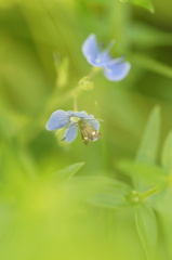 Cauchas leucocerella