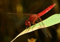 Crocothemis erythraea