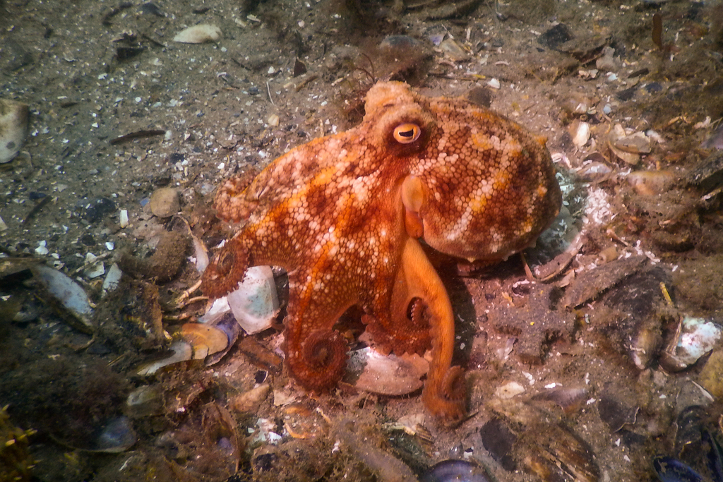 Pale Octopus