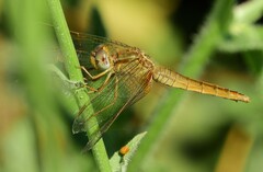 Crocothemis erythraea