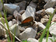 Coenonympha gardetta