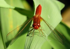Crocothemis erythraea