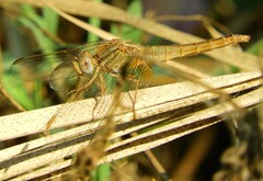 Crocothemis erythraea