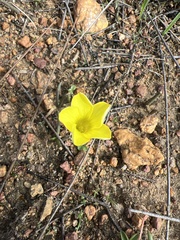 Oxalis flava