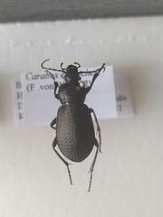 Carabus estreicheri