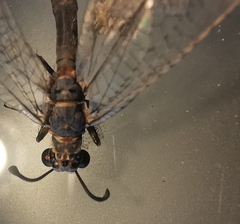 Myrmeleon inconspicuus