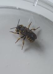 Anthidium florentinum