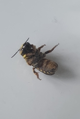 Anthidium florentinum