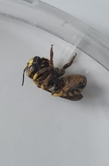 Anthidium florentinum