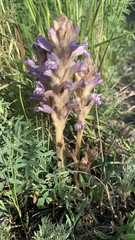 Phelipanche caesia