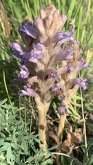 Phelipanche caesia