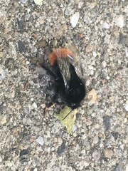 Bombus lapidarius