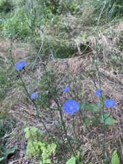 Cichorium intybus