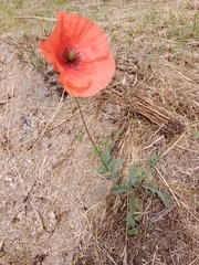Papaver rhoeas