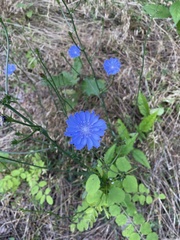 Cichorium intybus