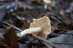 Hydnum crocidens