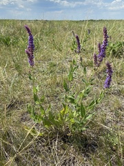 Salvia dumetorum