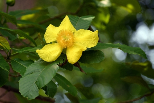 Ovate dillenia (Dillenia ovata)