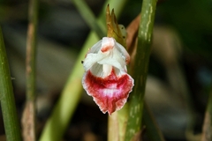Boesenbergia albomaculata
