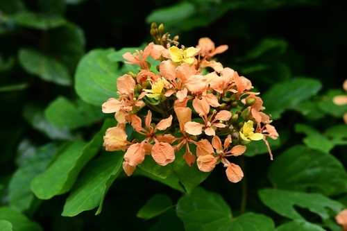 Bauhinia bidentata