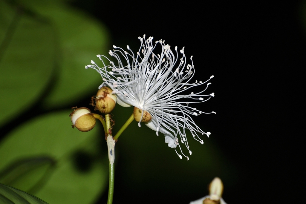 Capparis fohaiensis