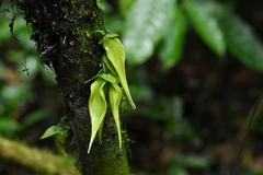 Goniothalamus griffithii