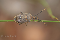 Omyta delineata