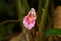 Boesenbergia rotunda