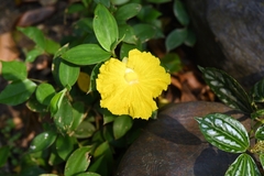 Monocostus uniflorus