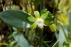 Vanilla siamensis