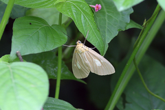 Asota plaginota