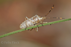 Omyta delineata