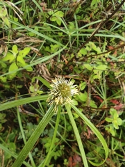 Cyperus aromaticus