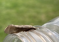 Hydropsyche contubernalis