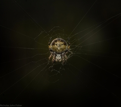 Araneus rotundulus