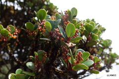 Monoporus clusiifolius