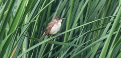 Acrocephalus arundinaceus