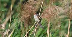 Acrocephalus arundinaceus