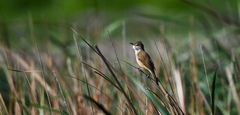 Acrocephalus arundinaceus