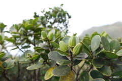 Macarisia humbertiana