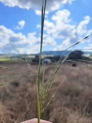 Austrostipa aristiglumis